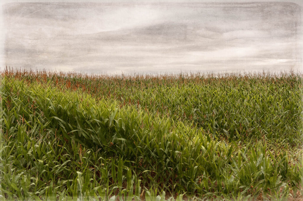 VWet 33 - Feld Neuengamme - 2017