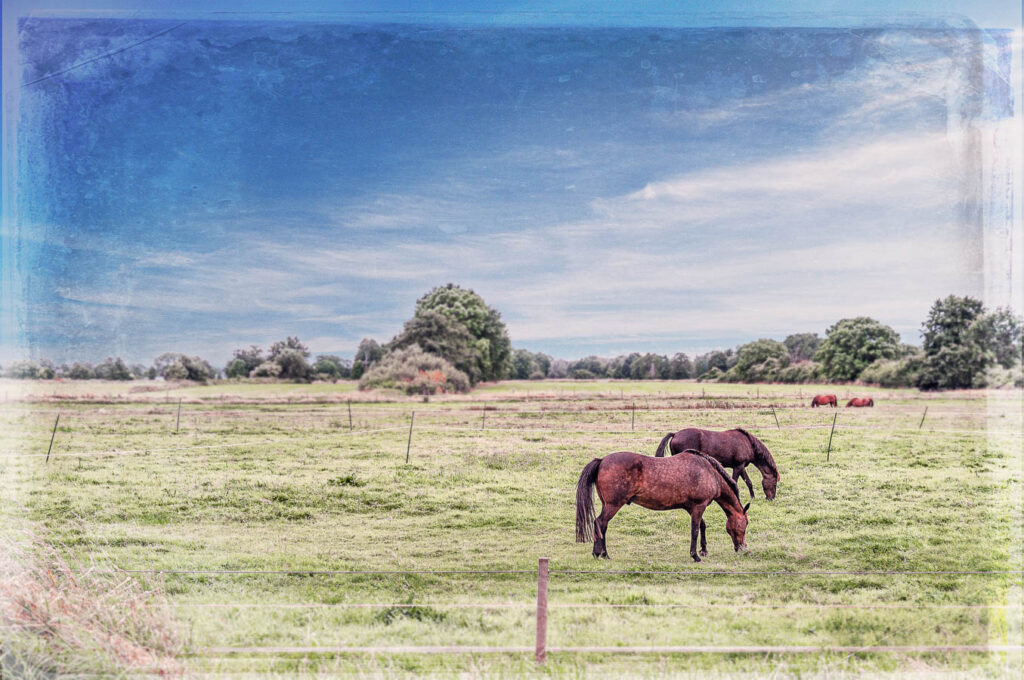 VWet 11 - Pferdekoppel Neuengamme - 2016