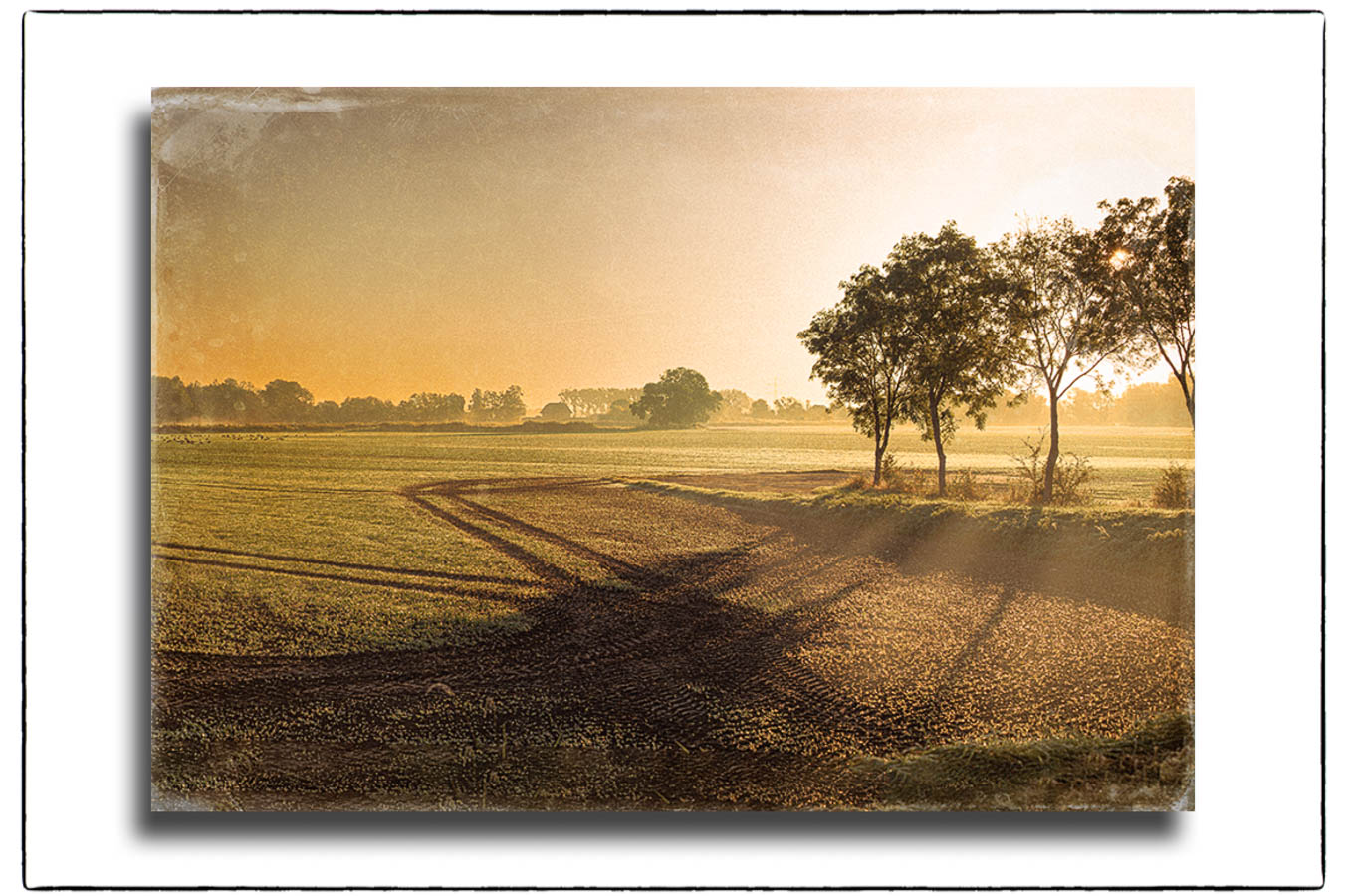 Fineart-Print eines Sonnenaufganges über einem Feld in Ochsenwerder.