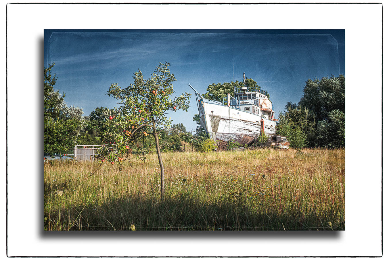 Ein alter Kutter auf einer Wise in Ochsenwerder.